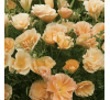 Ешольція Каліфорнійська "Яблуневий Цвіт" (40 шт.) Eschscholzia Californica Apple Blossom